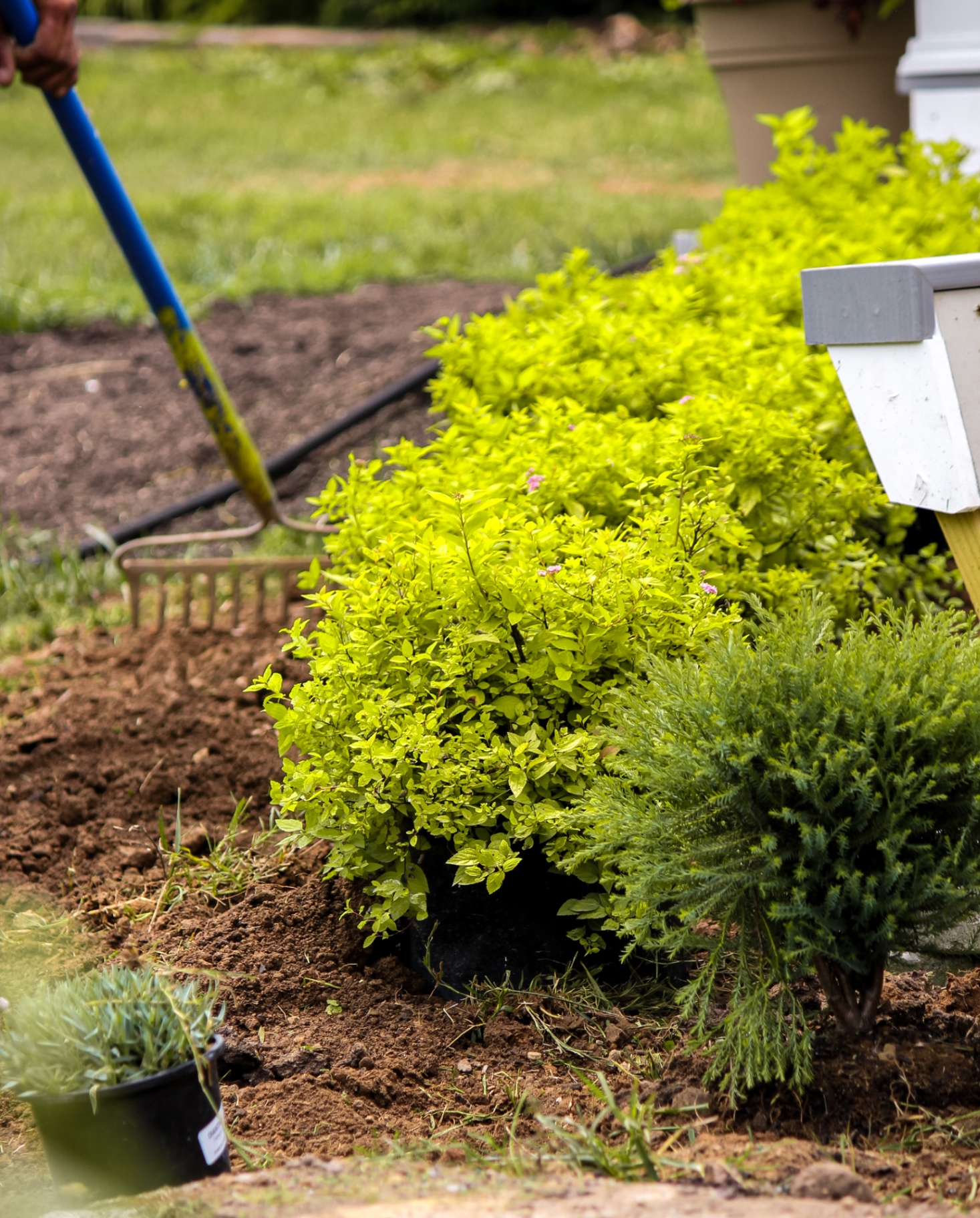 Professional shrub and ornamental planting installation with mulch beds at Tennessee residential property by Prestige Landscape